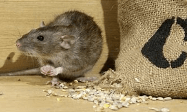 Rat eating rice in a warehouse
